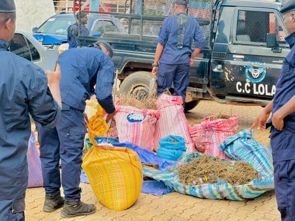 Lola : huit suspects interpellés et plus de 12 kg de chanvre indien saisis
